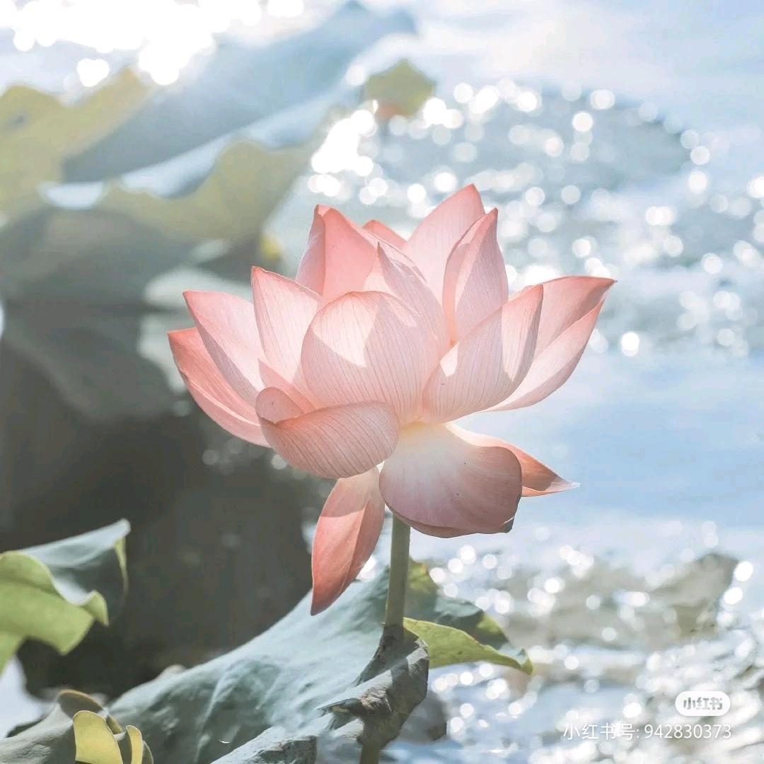 向阳而生☀️