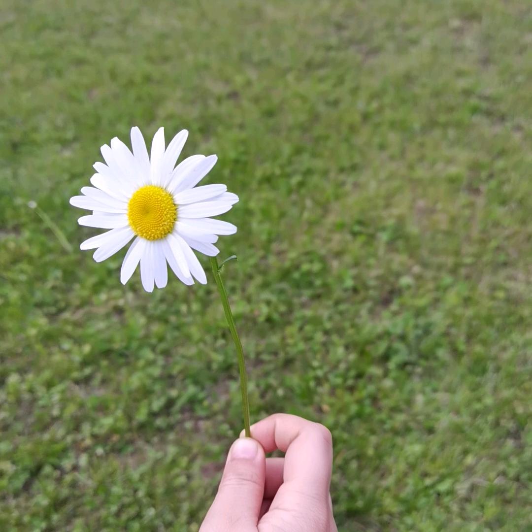 花开花落🌸