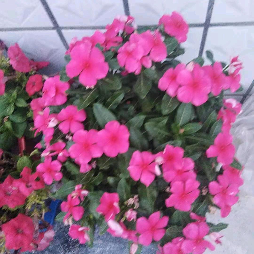 故事很短路很长