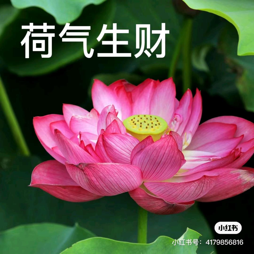 老杨