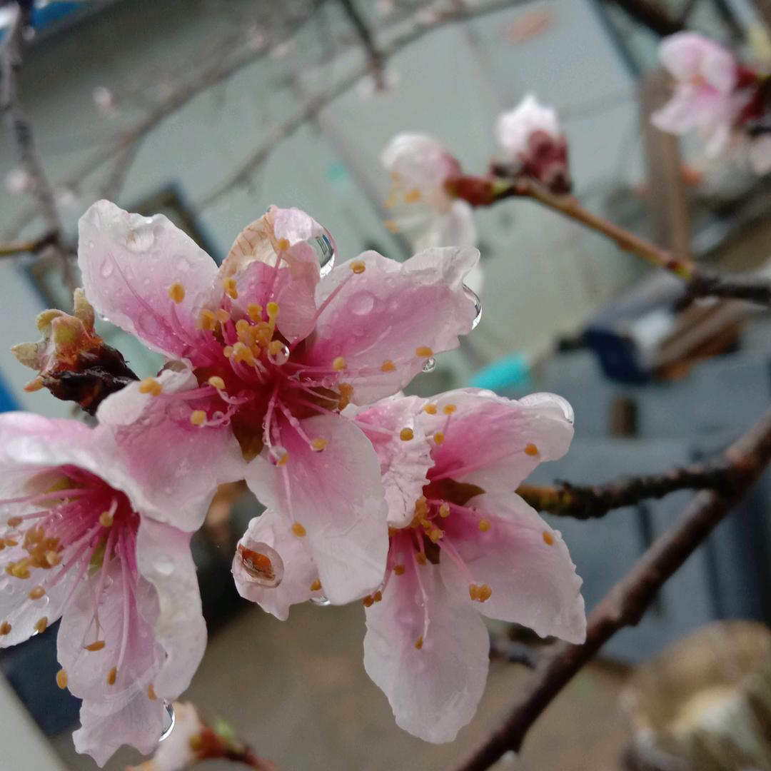 清风明月——富闫鼓舞团