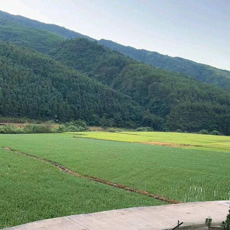 清水清