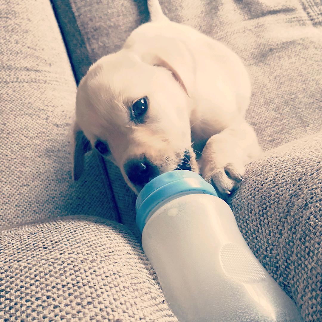 初一☜拉布拉多