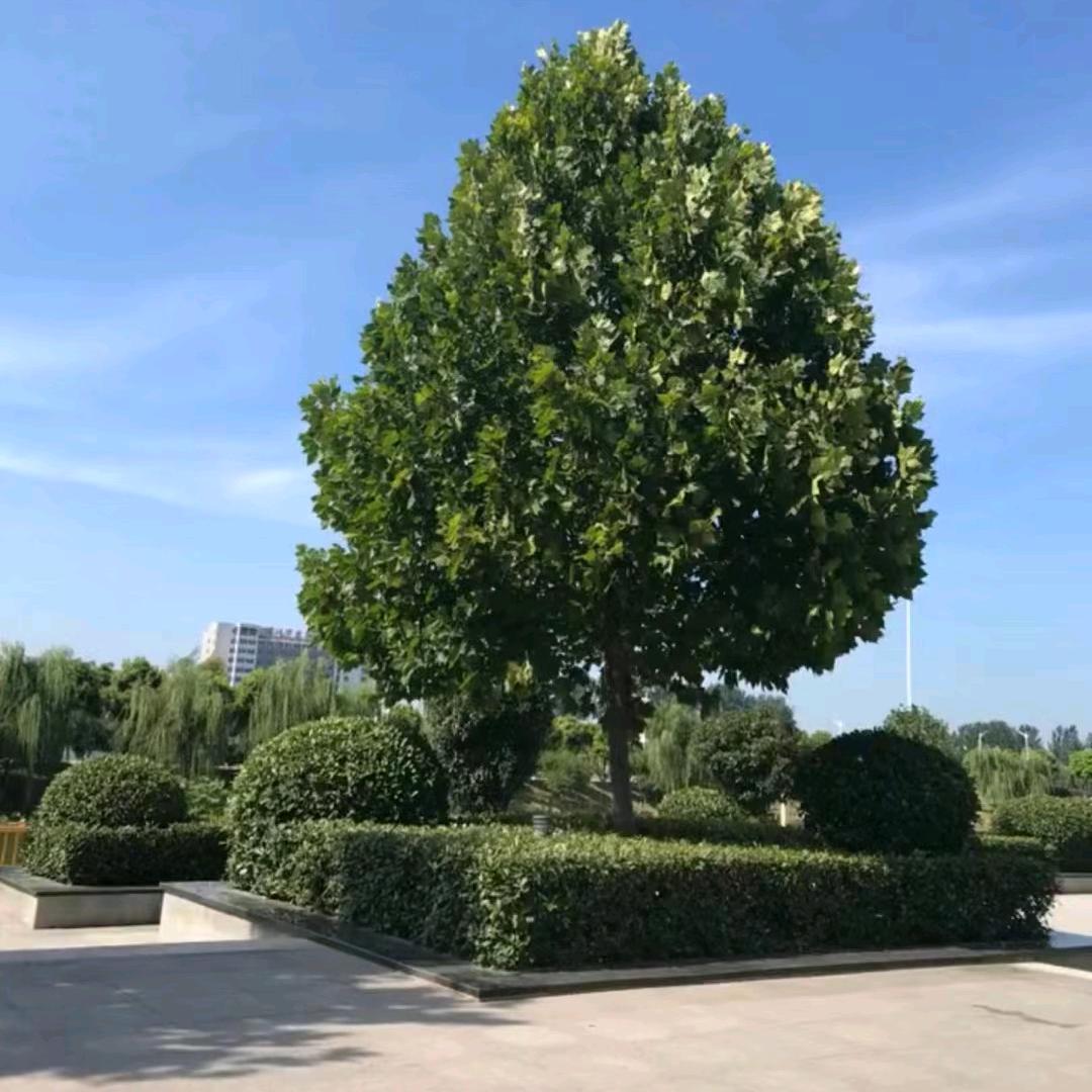 凤岭成名曲《好物小吃你优选》