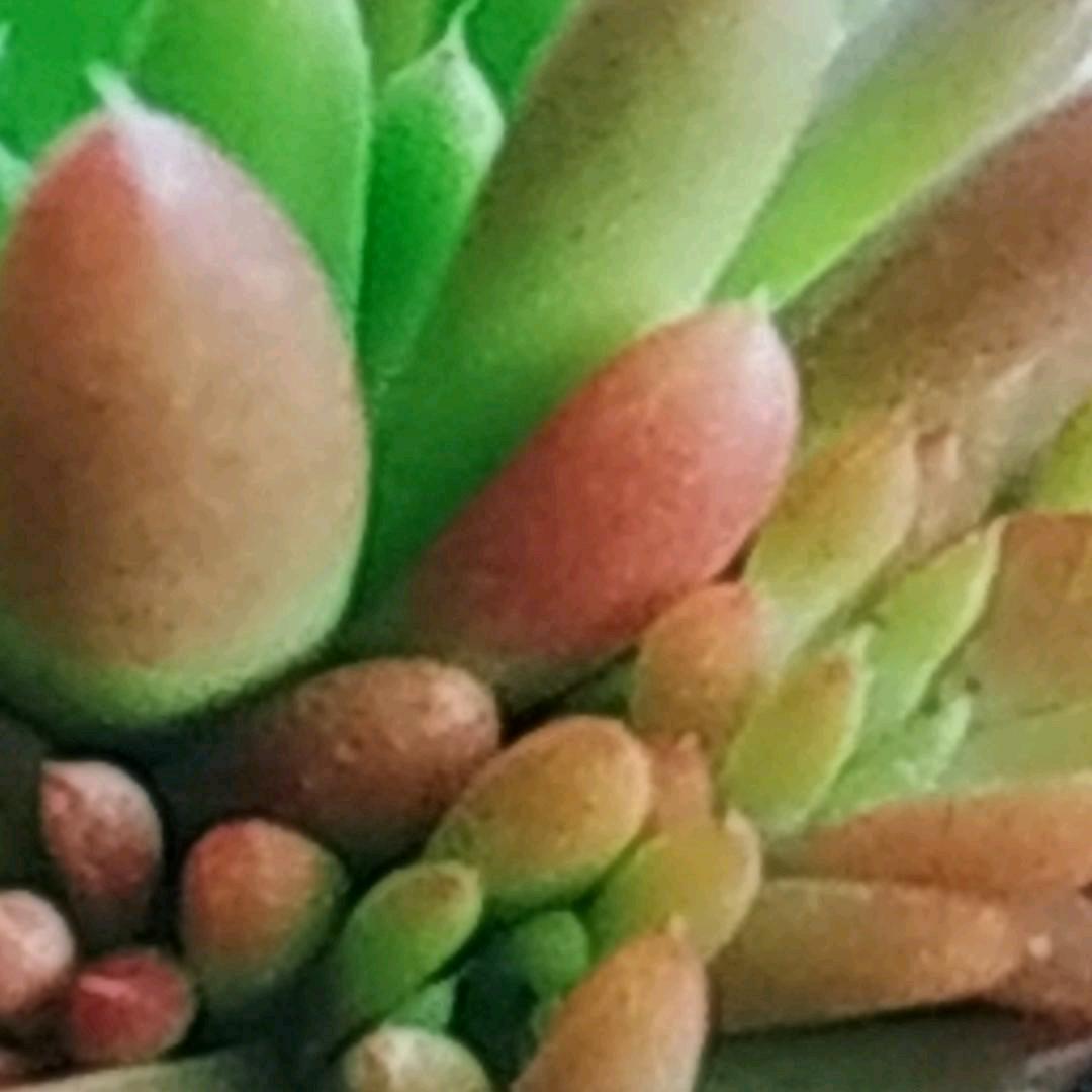 🌸((☀️⥎☀️))🌸