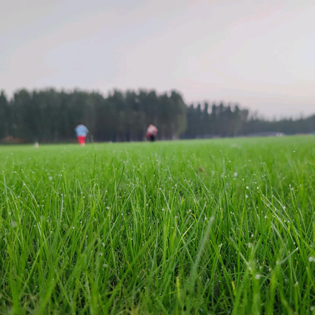 （诸）事顺意💐