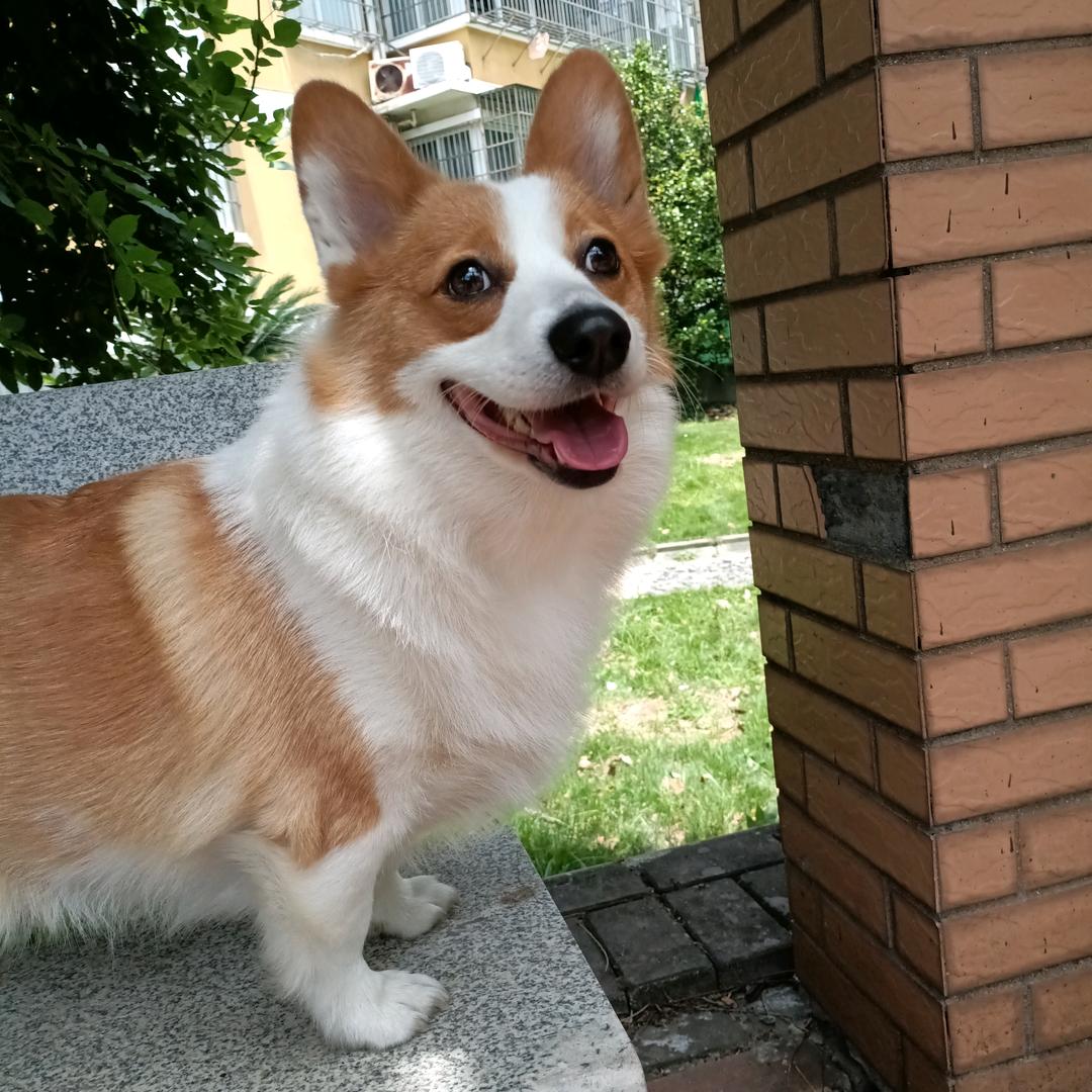 辰心