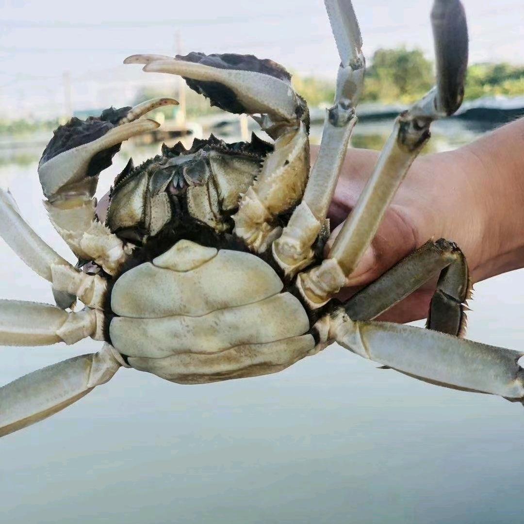 江淮的一只蟹