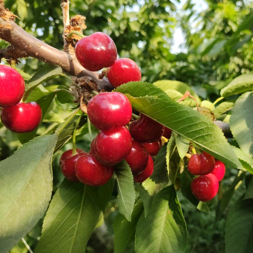 樱桃采摘园