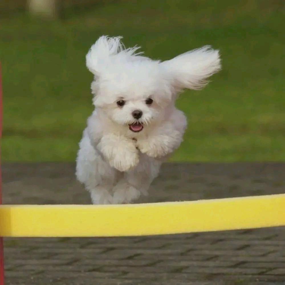 干饭不结张女士