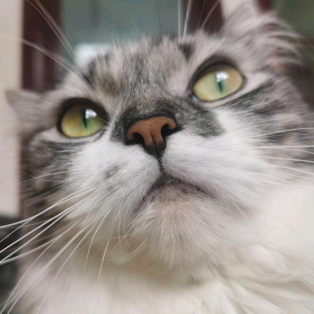 空心👓还空军