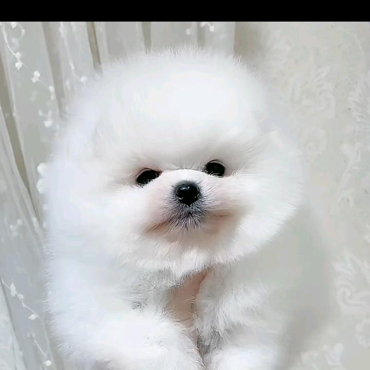 李氏犬舍-小虎萌宠