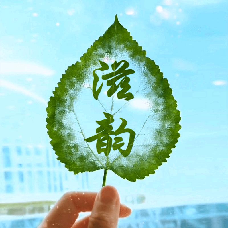 滋韵（手机摄影）