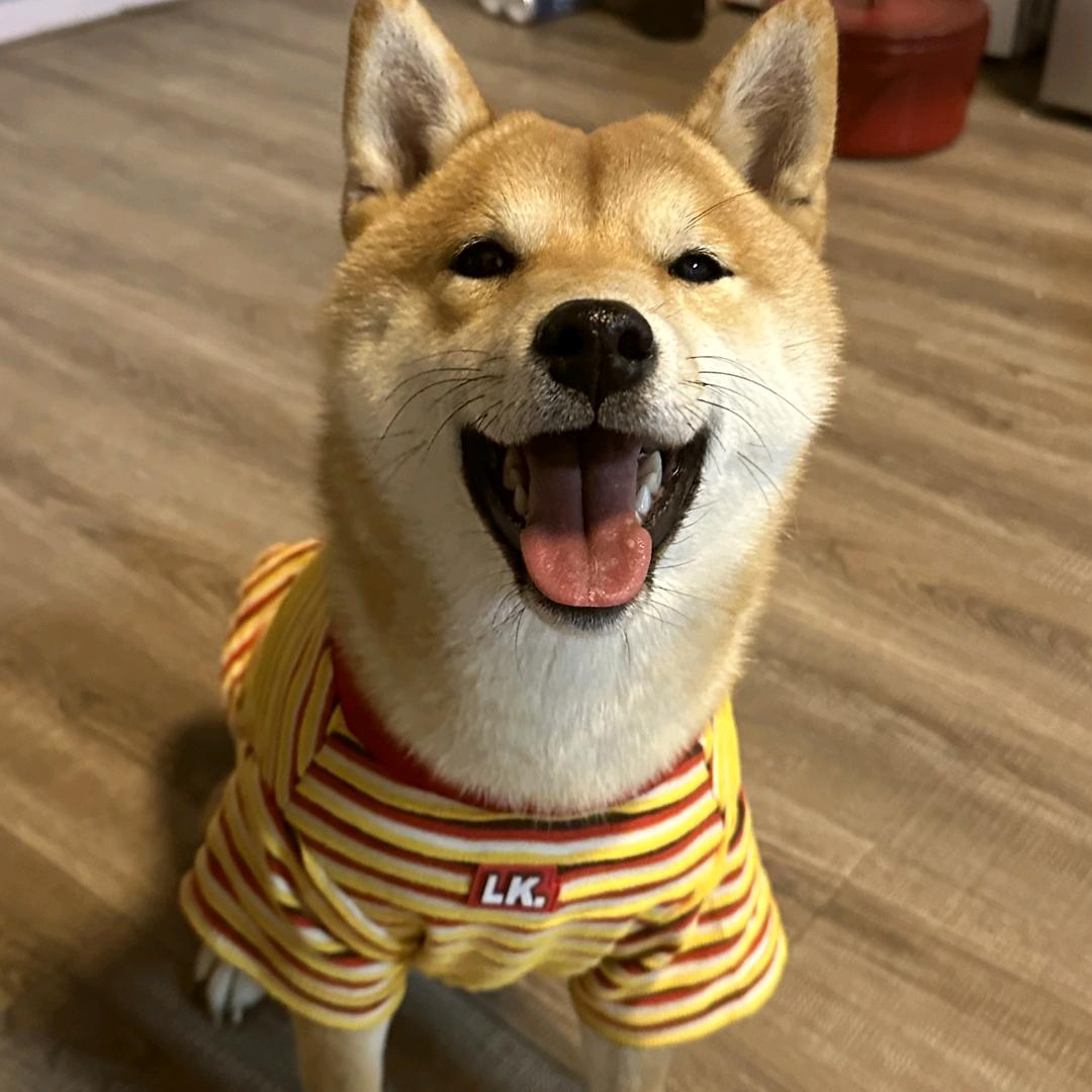 友家宠物小院