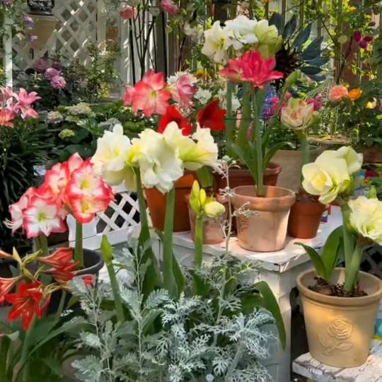 播种森林园艺旗舰店