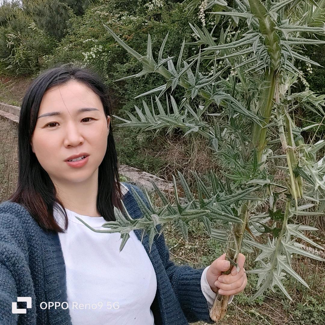 菲菲爱说植物