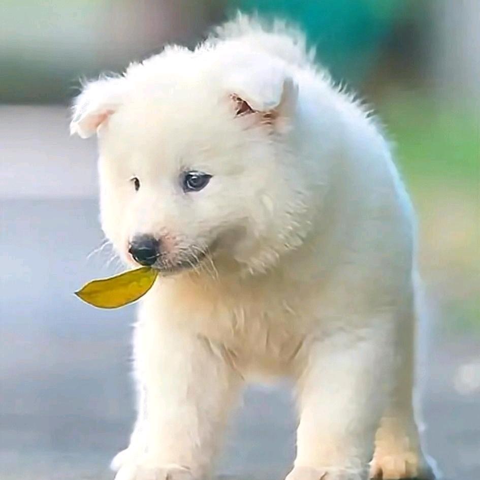 戒宠达人