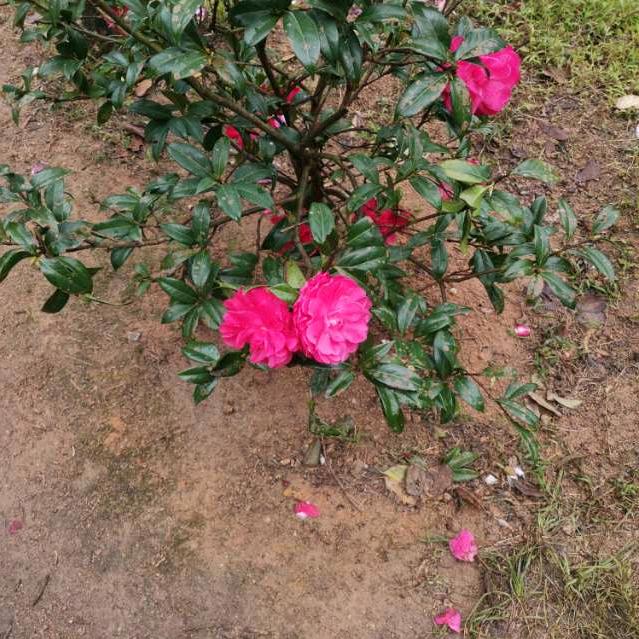 小邹