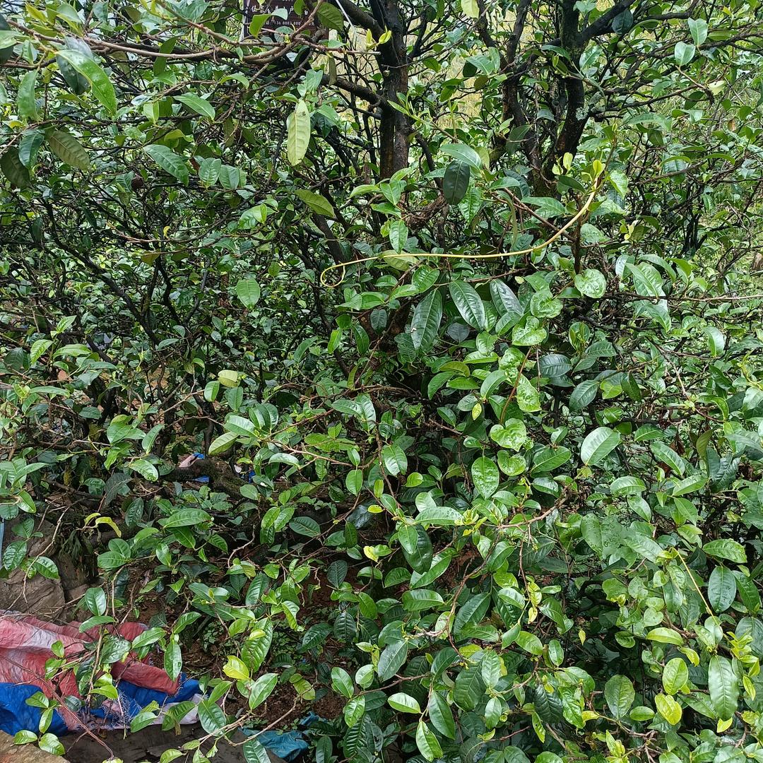 自友茶叶初制所