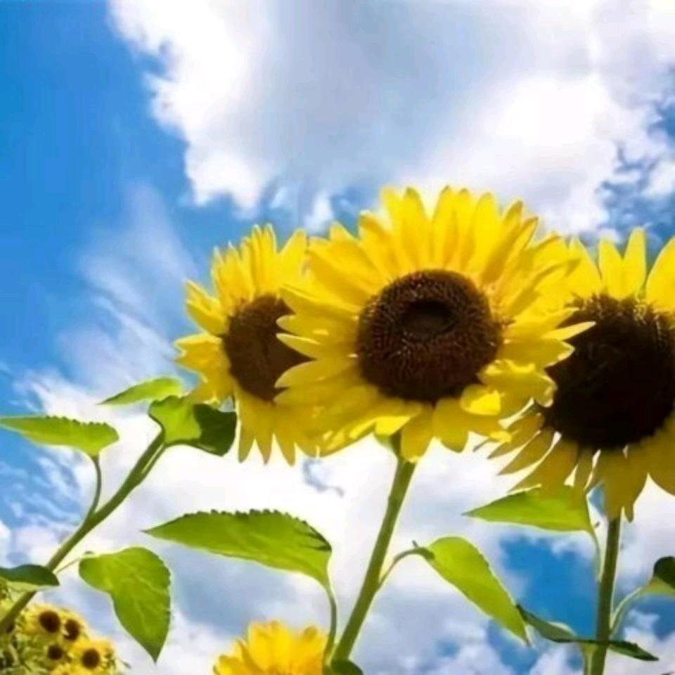 百货大楼小护士