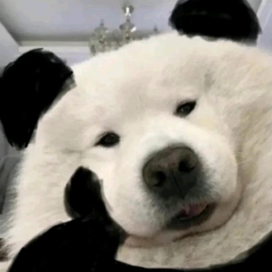 有一只小熊猫叫康康