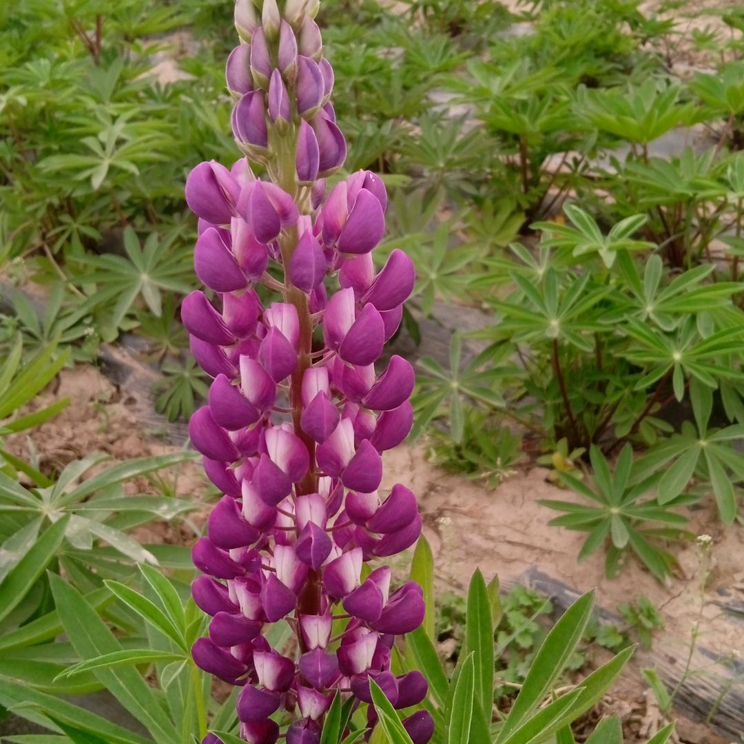 花非花，雾非雾
