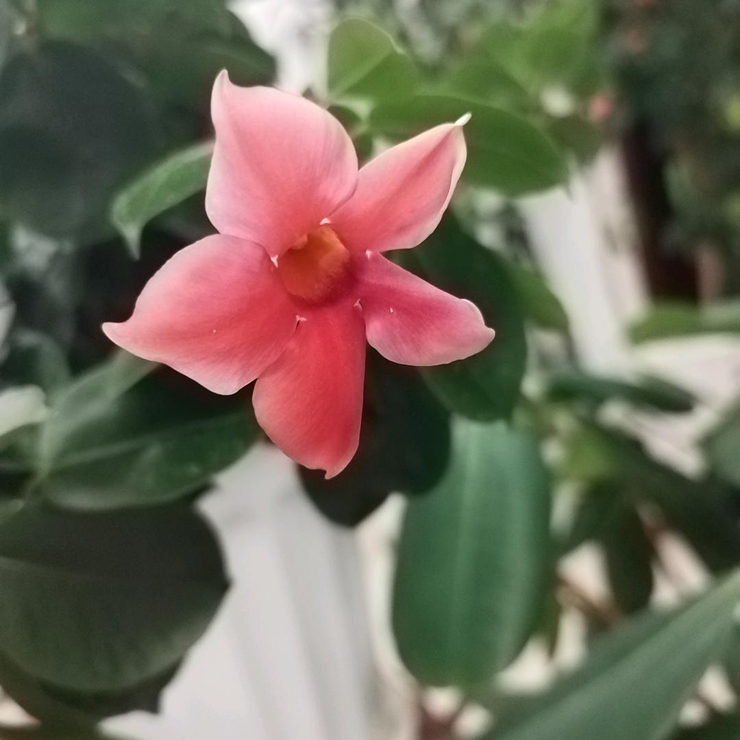 我要快乐