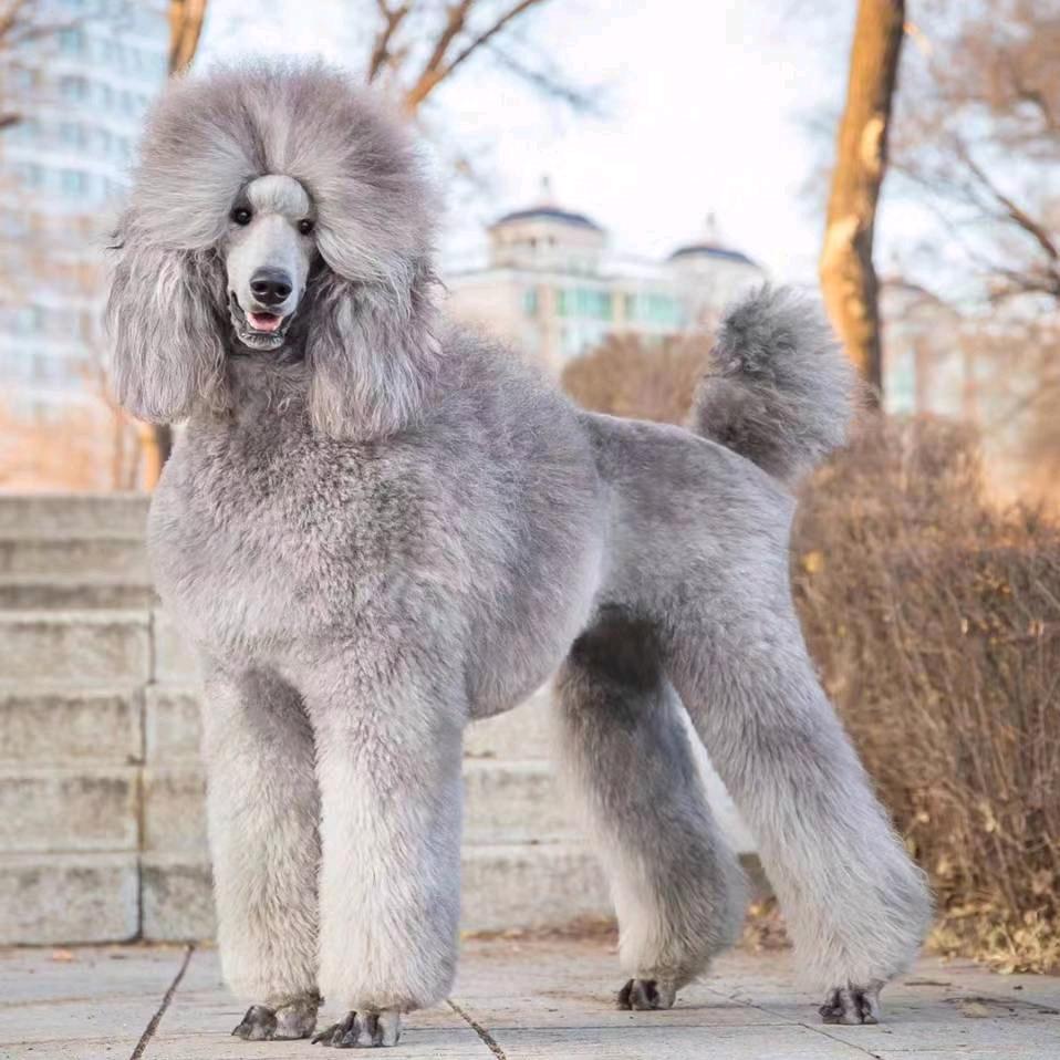 静子家巨贵宝宝