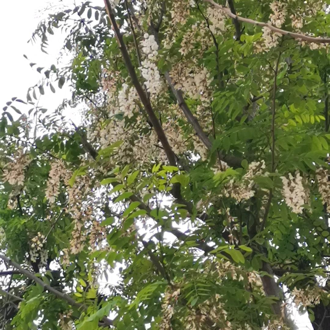 笑颜如花。