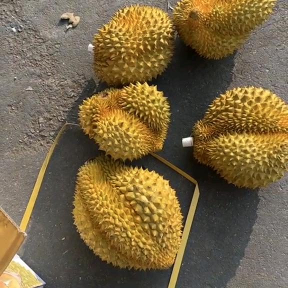 泰马合越榴莲专卖店道理分部