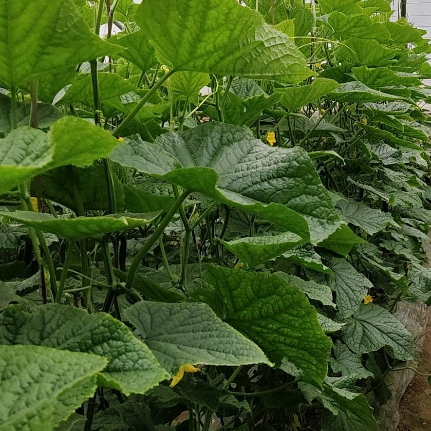 精品无公害蔬菜
