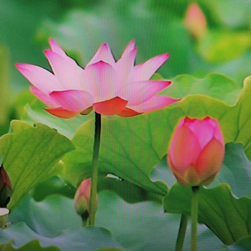 丹姐优选