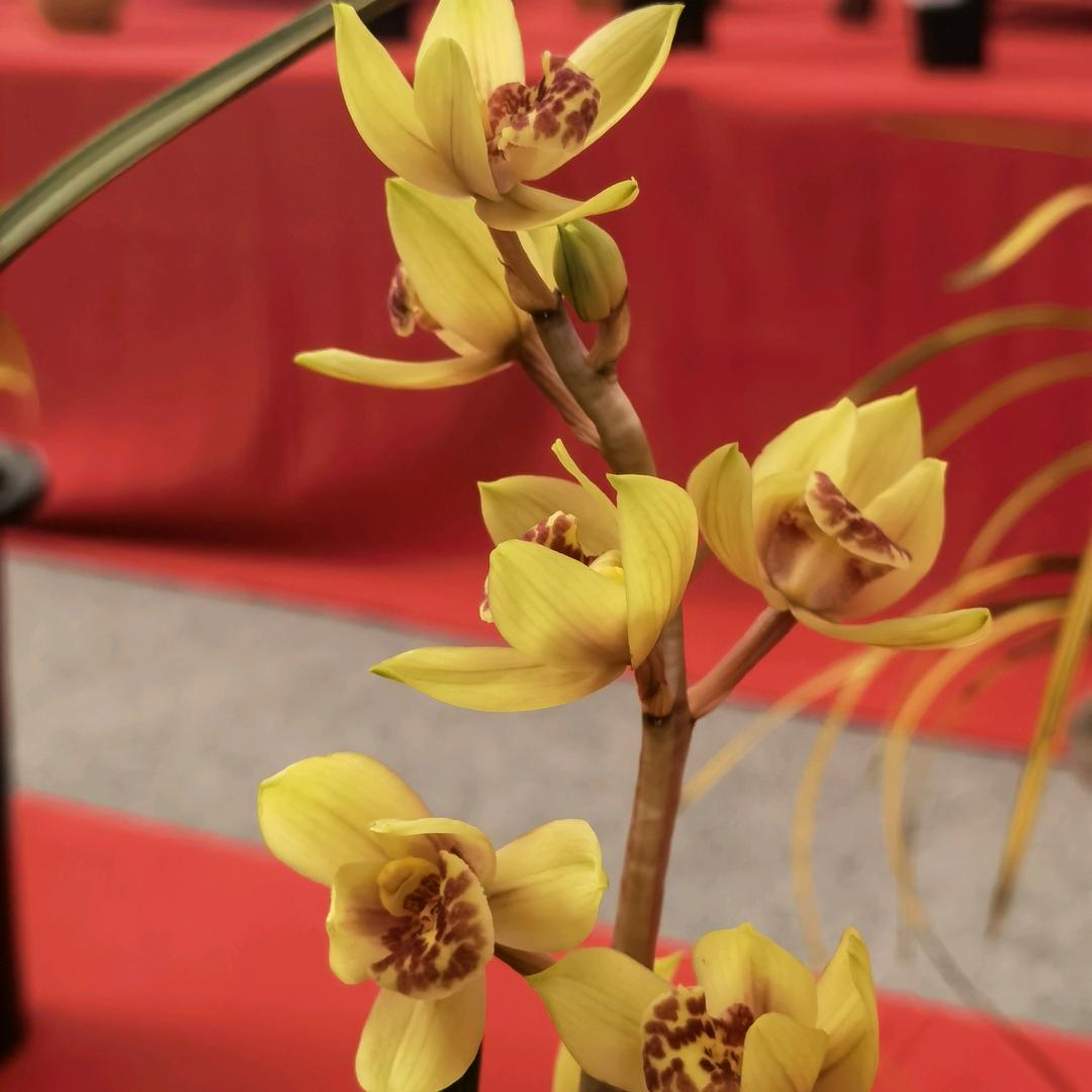 楚韵兰苑（神农架兰协）