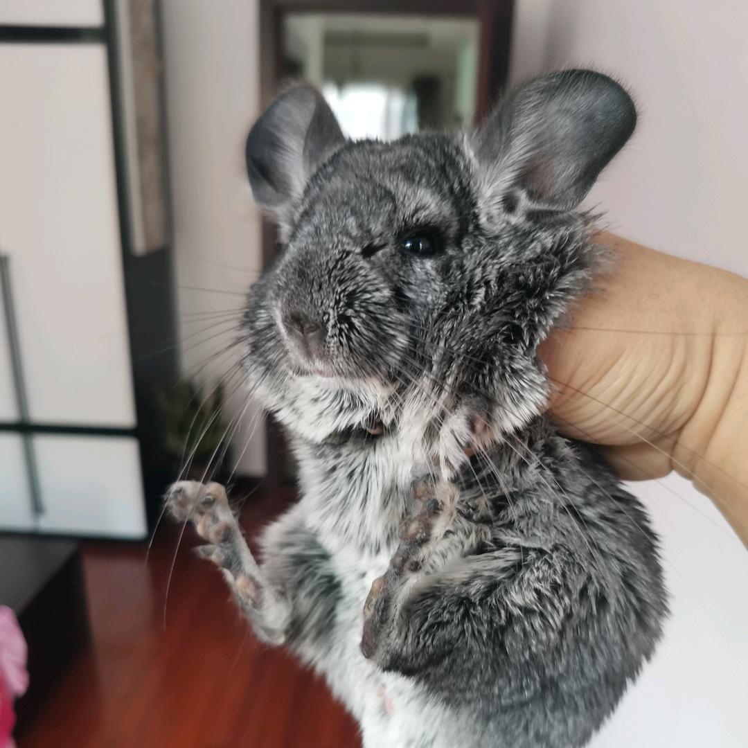 小小鼠和钉钉