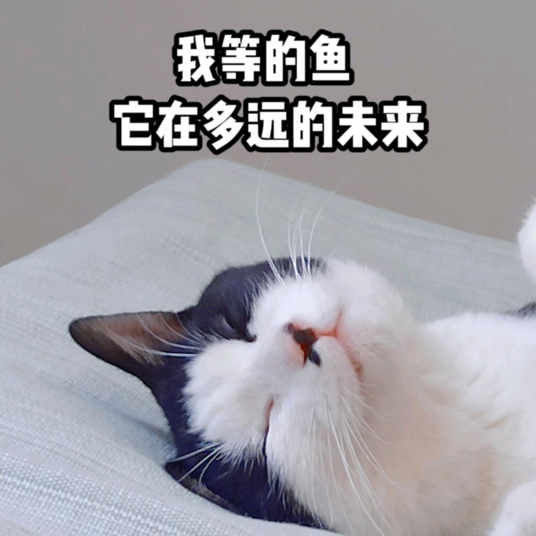 奥利奥是一个小狗猫🐱