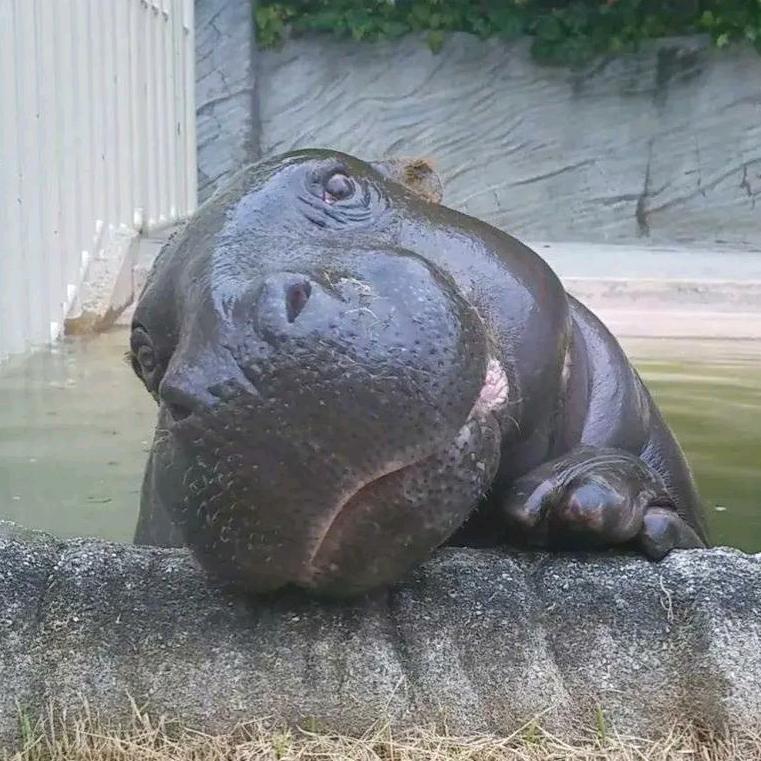 重生打脸的真真头像