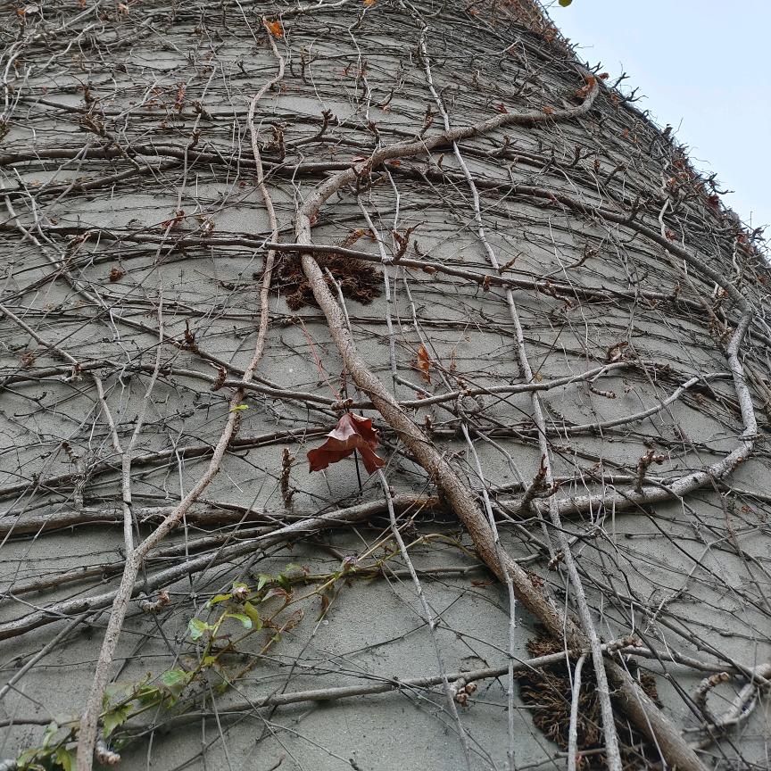 也无风雨，也无晴