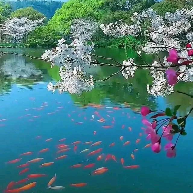 小燕