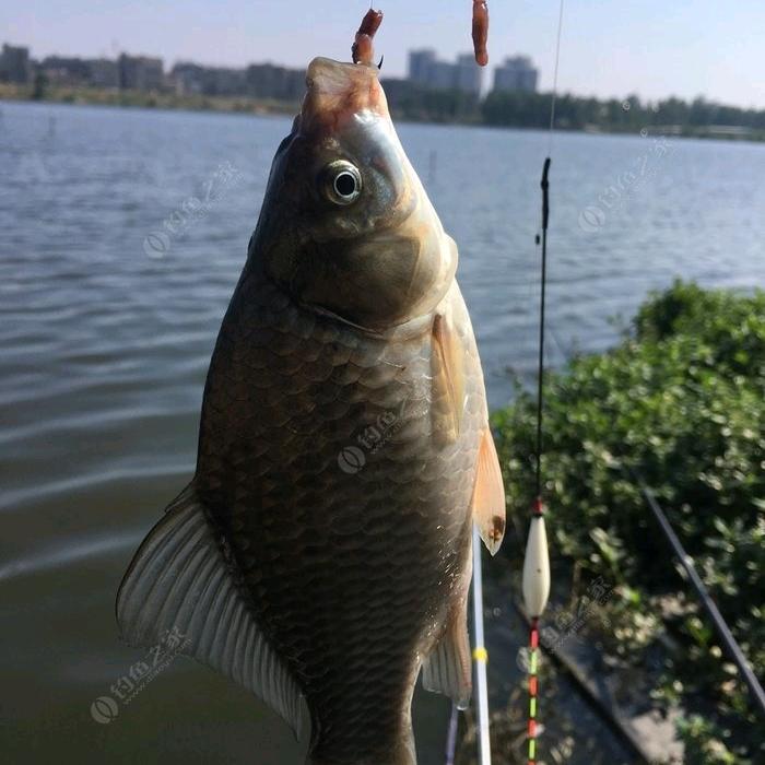 小小晓晓鱼🐟（就喜欢大板子）