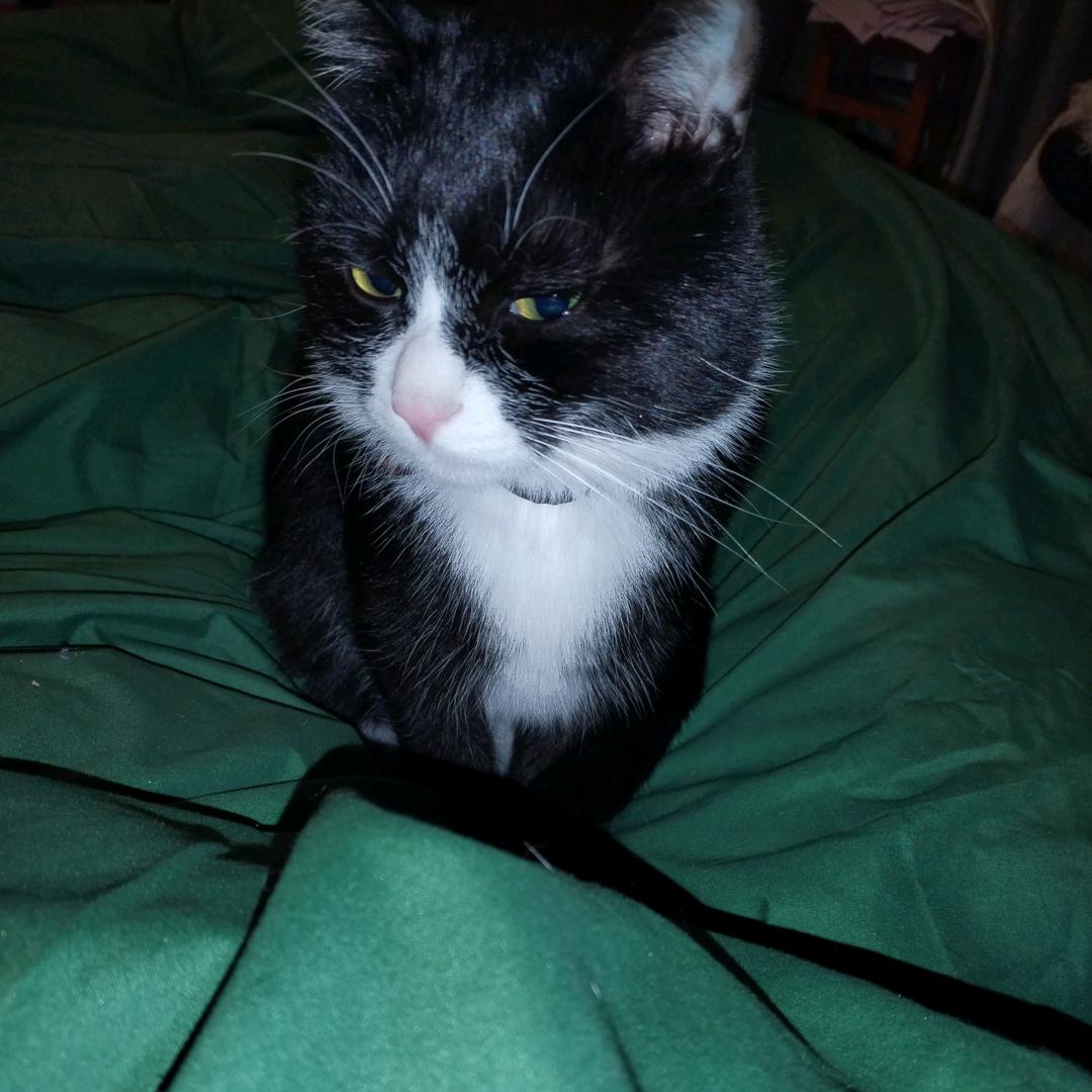 我家有个奶牛猫