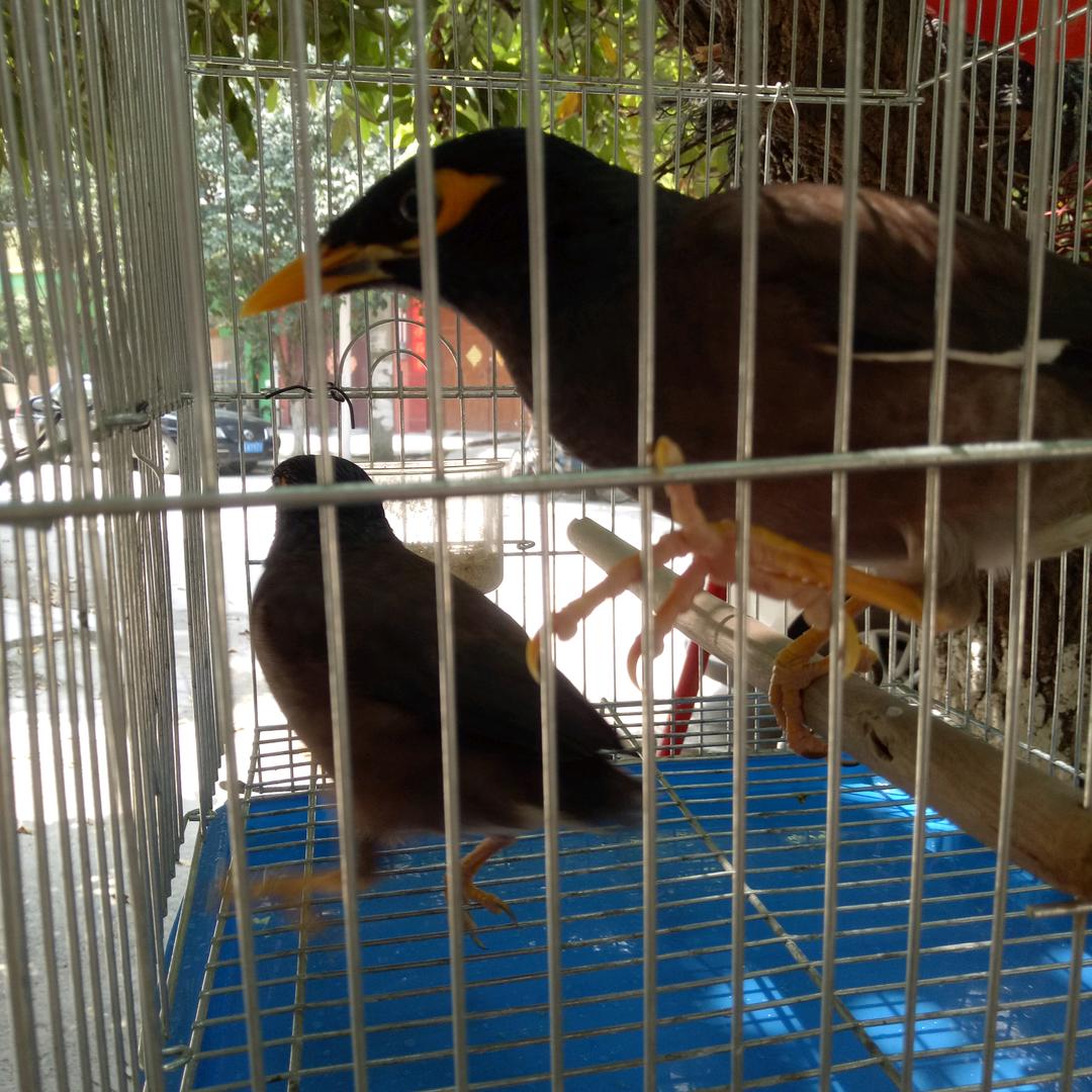 一入腐门深似海