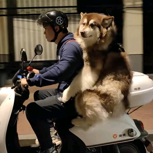 辞翁