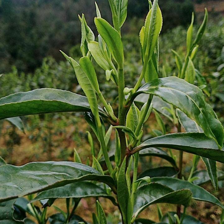 湘西黄金八号茶