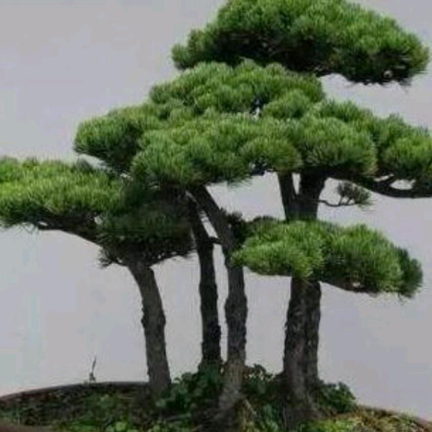 &龙少