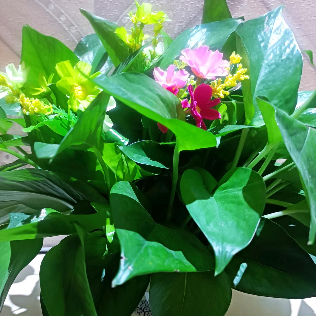 随遇而安🌹🌹