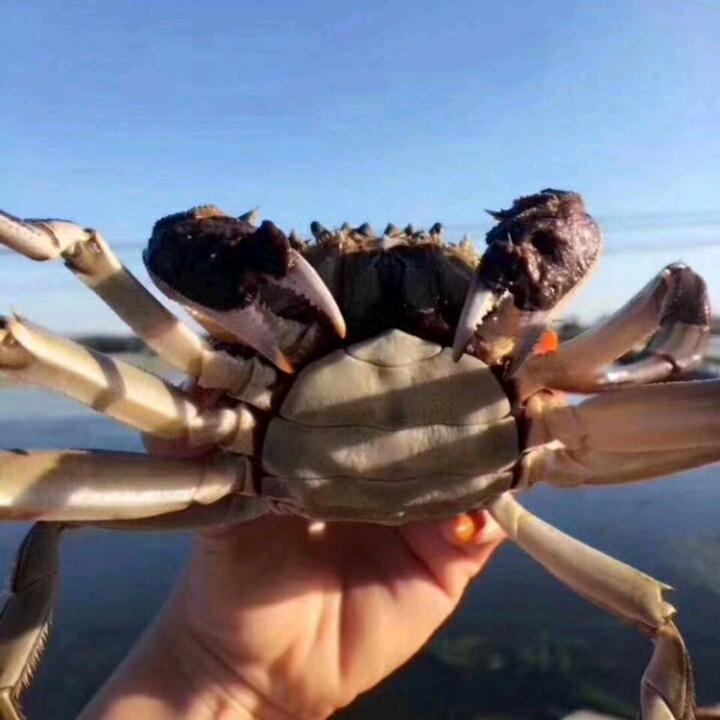 有蟹不及