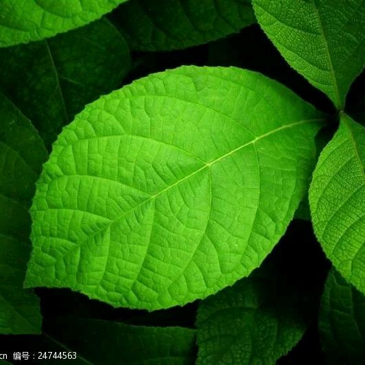 热爱绿色的树叶