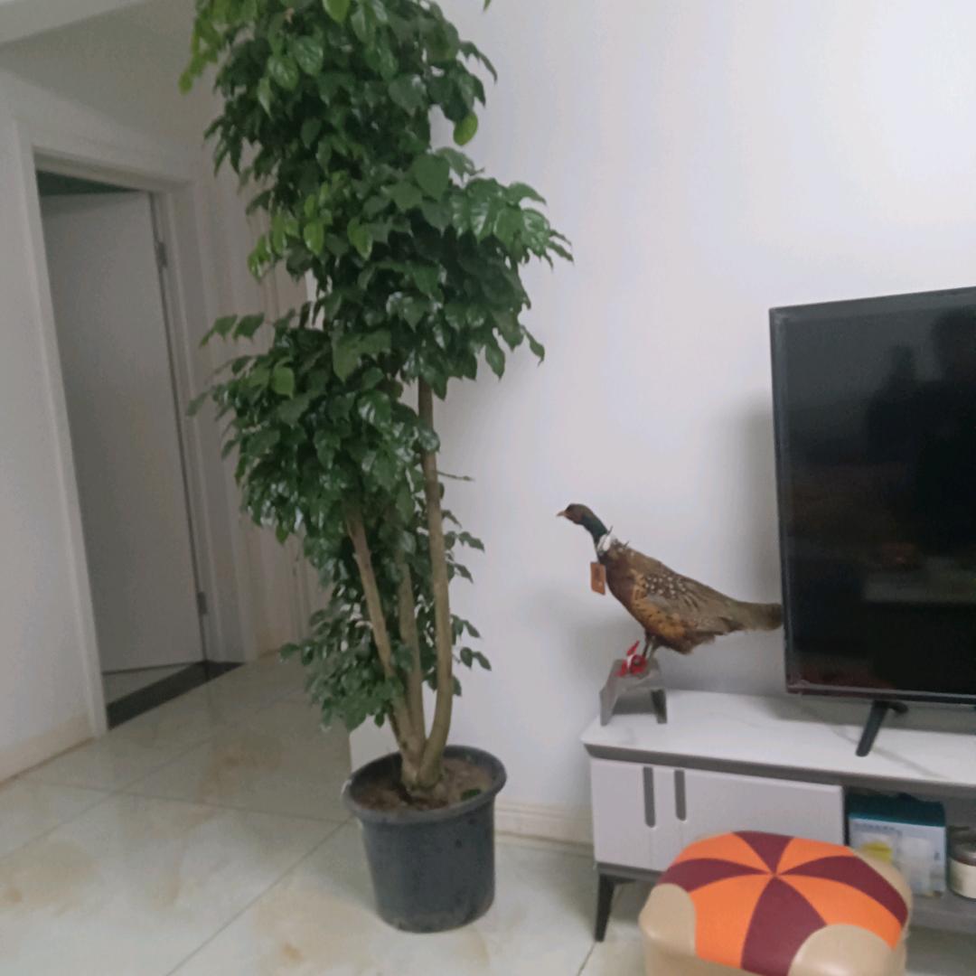 你波哥（承蒙厚爱）