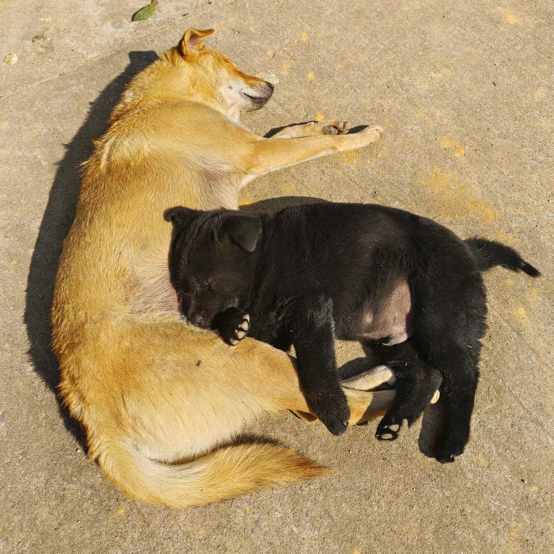 田园犬–小黑