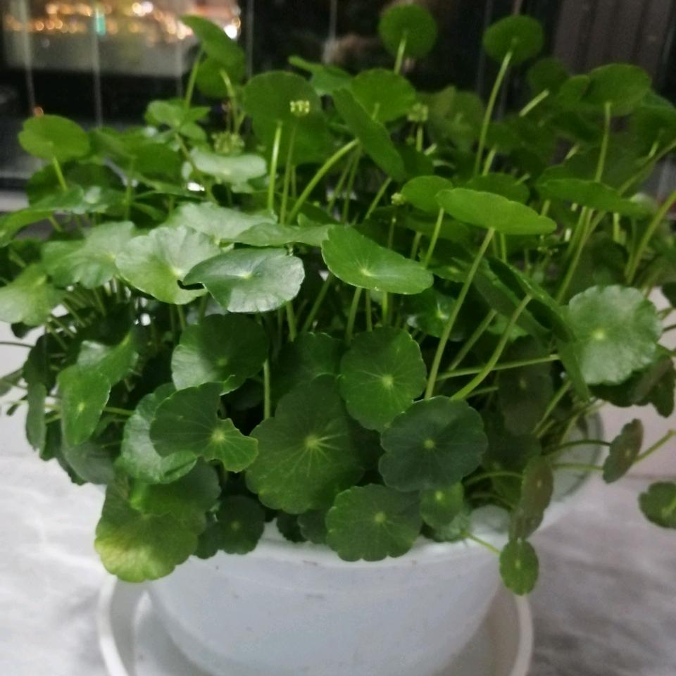 毛毛_爱吃